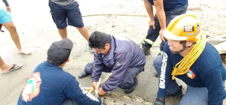 Ponen en marcha operativo para capturar los cocodrilos