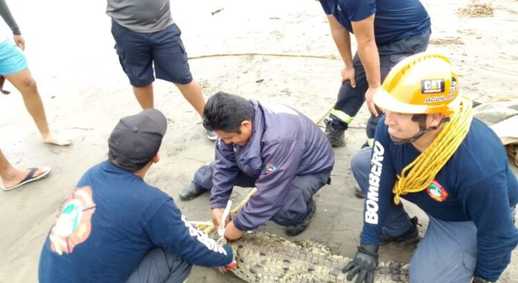 Ponen en marcha operativo para capturar los cocodrilos