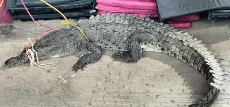 Alerta avistamiento de cocodrilos en playas