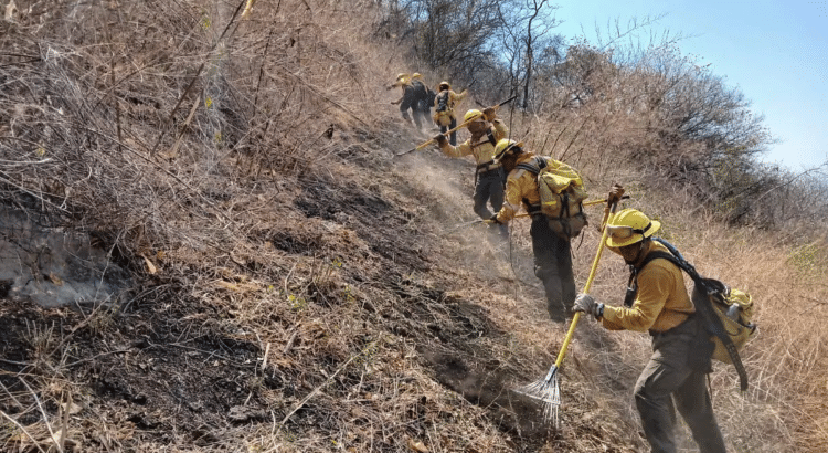 Logran controlar el incendio forestal cerca de Llanos de Tepoxtepec