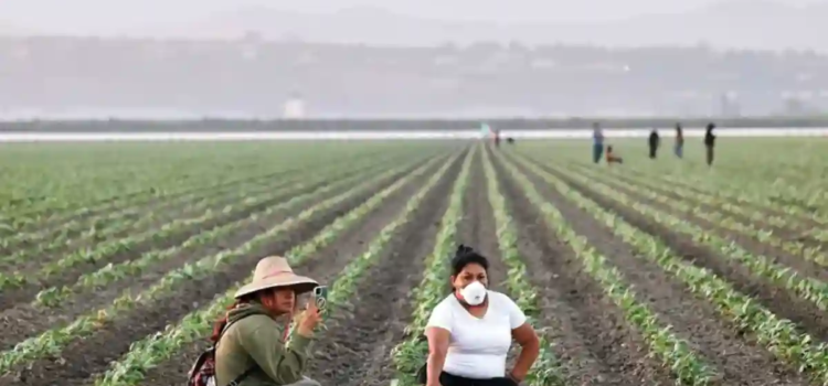 Inician campesinos huelga de 72 horas en California Inician campesinos huelga de 72 horas en California