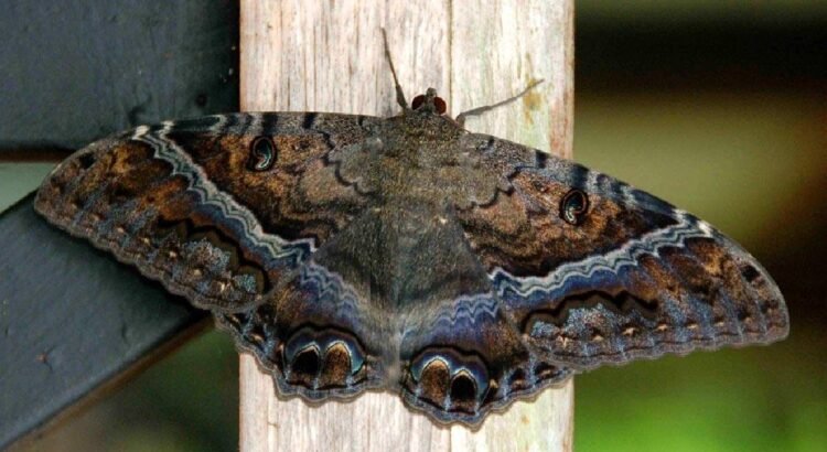 La mariposa negra: entre mito, ciencia y simbolismo