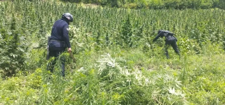 Destruyen más de 12 mil metros cuadrados de plantíos de marihuana en Guerrero Destruyen más de 12 mil metros cuadrados de plantíos de marihuana en Guerrero