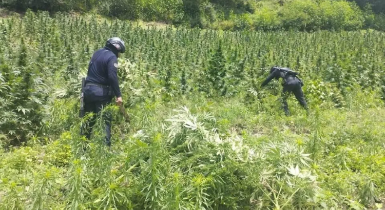 Destruyen más de 12 mil metros cuadrados de plantíos de marihuana en Guerrero