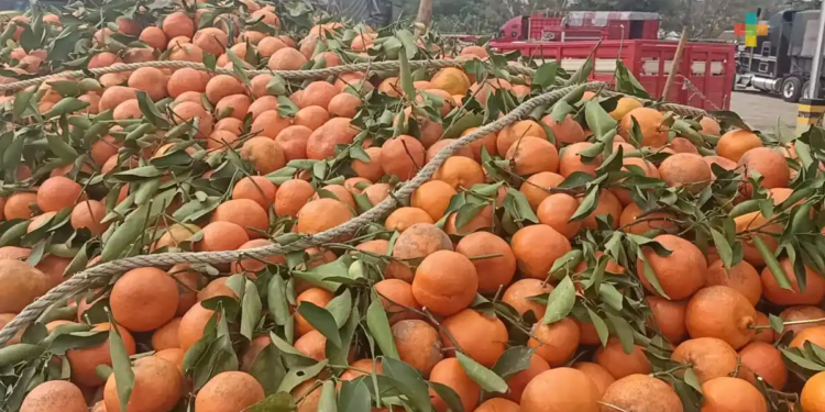 Reportan productores de Veracruz pérdida total de cosecha de naranja