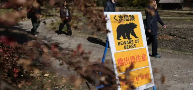 Empleado se defendió con judo de un ataque de oso