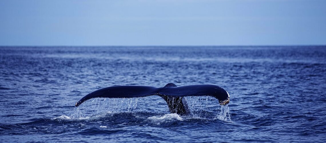Inicia la temporada de avistamiento de ballenas jorobadas en Acapulco