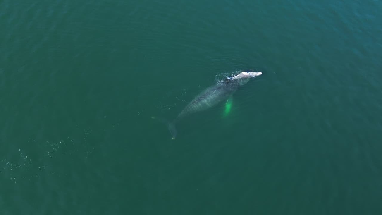 Ballena jorobada y su cría sorprenden con avistamiento en la bahía de Acapulco
