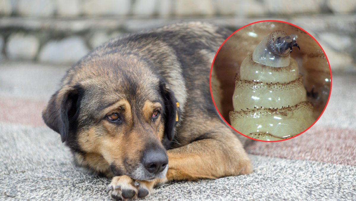 Alerta por el gusano barrenador, detectan primer caso en un perro